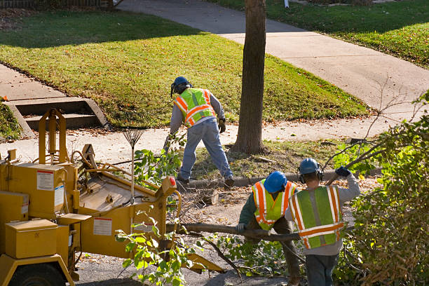 How Our Tree Care Process Works  in  Hudson, WI